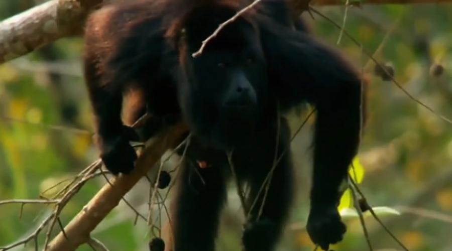 BBC Natural World - Jungle Animal Hospital