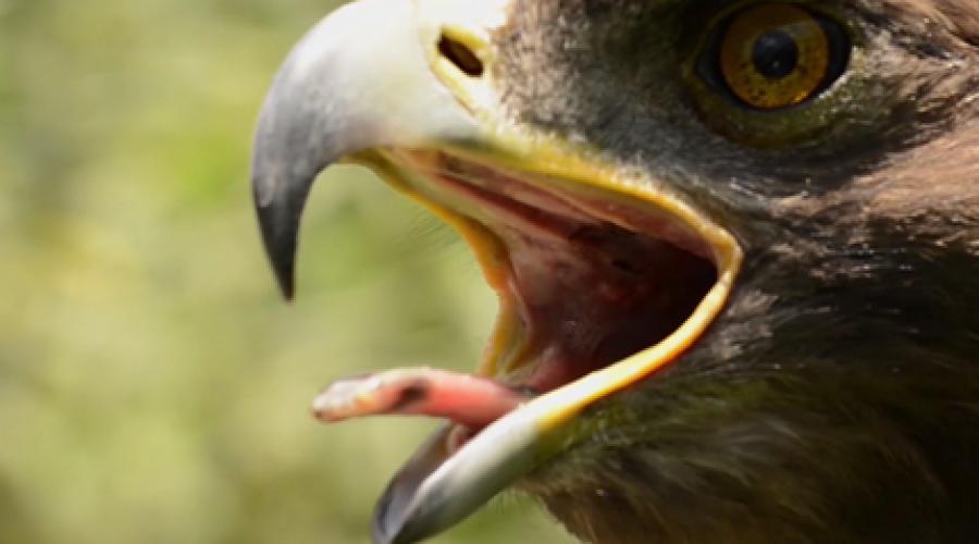 Documental NatGeo - Águila Real