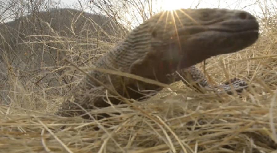 Documental NatGeo - Heloderma